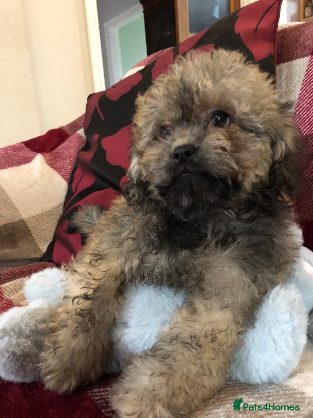 Shihpoo dogs for sale: shihpoo puppies for sale  - Image 14