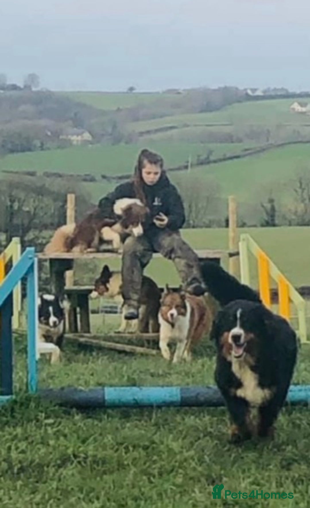 Bernese Mountain Dog dogs for sale: Boys and girls ready  - Advert 2