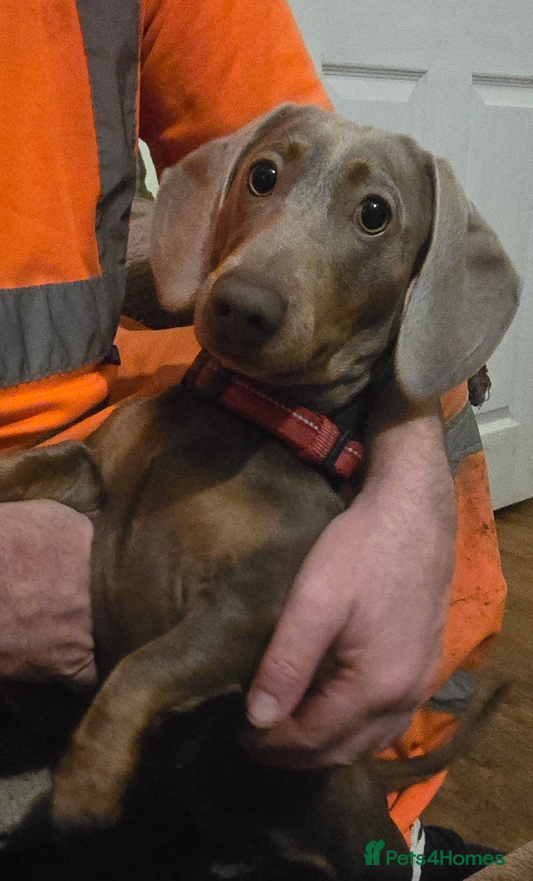 Miniature Dachshund dogs 2 mini Dachsunds  - Advert 6