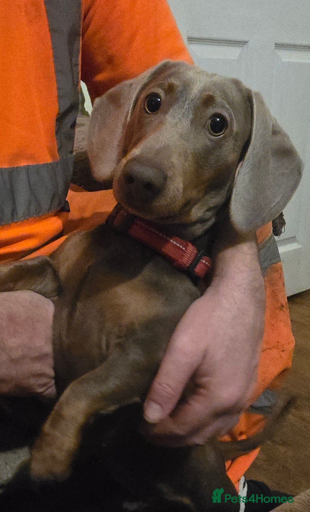 Miniature Dachshund dogs for sale: 2 mini Dachsunds  - Advert 1