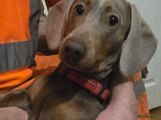 Miniature Dachshund dogs 2 mini Dachsunds - Advert 1