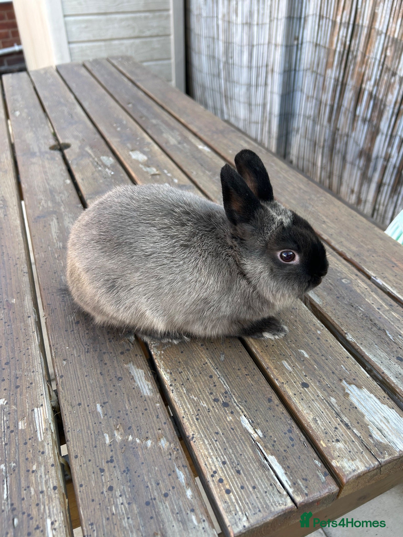 Netherland Dwarf rabbits Purebred netherland dwarf buck - Advert 15
