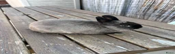 Netherland Dwarf rabbits for sale: Purebred netherland dwarf buck in Birmingham - Advert 1