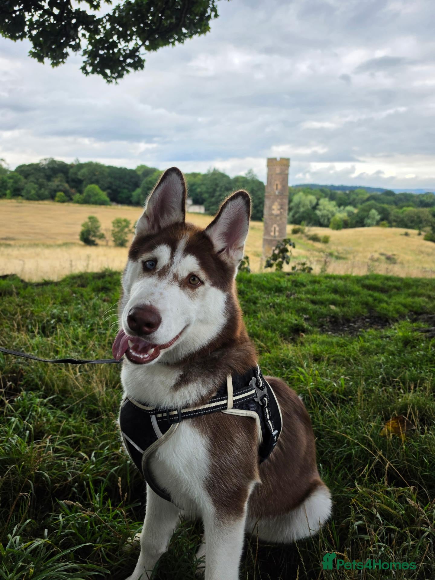 Siberian Husky dogs Siberian Husky – Looking for a Loving New Home - Advert 1