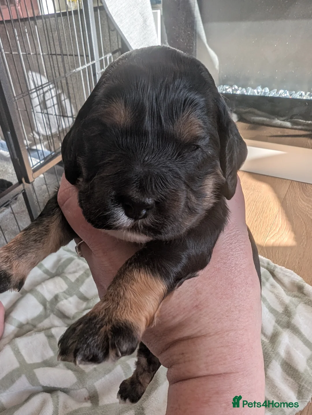 Cockapoo dogs for sale: Beautiful little of 5 Cockerpoos - Advert 17