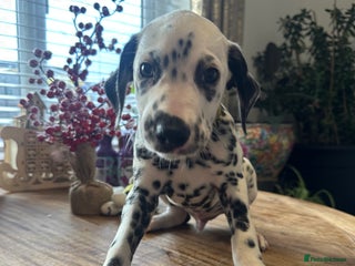 Dalmatian dogs Dalmatian 2 stunning boys left - Advert 9