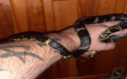 Rat Snake reptiles for sale: Russian ratsnake 100% het axanthic  - Image 3