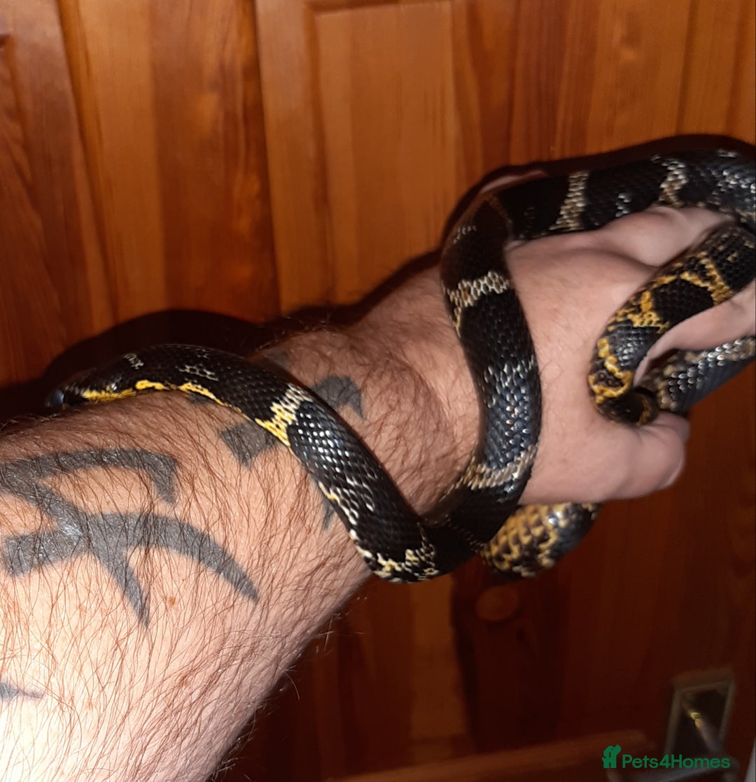Rat Snake reptiles for sale: Russian ratsnake 100% het axanthic  - Image 3