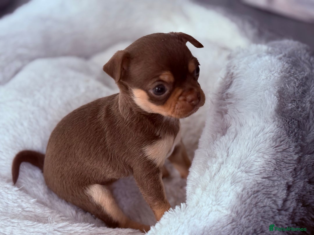Chihuahua dogs for sale: 🐶 Tiny Chocolate & Tan Chihuahua Puppy 🐾 - Image 7