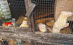 Ferret rodents for sale: Ferret Kits (albino, sandy, bew colours) - Image 4