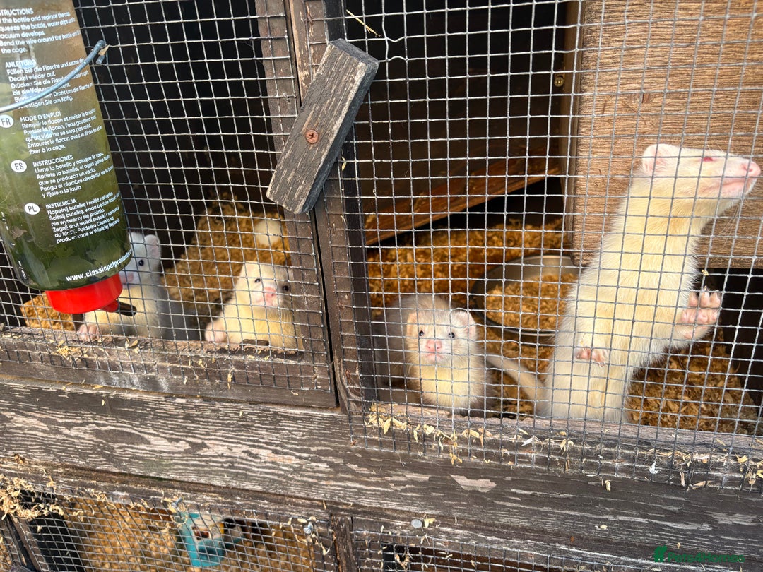 Ferret rodents for sale: Ferret Kits (albino, sandy, bew colours) - Image 4