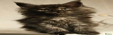 Maine Coon 6