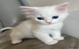 Siberian cats for sale: Pure White Siberian kittens. Ready Now.  - Image 9