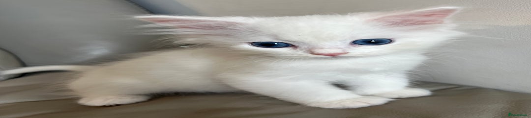 Siberian Kitten 4