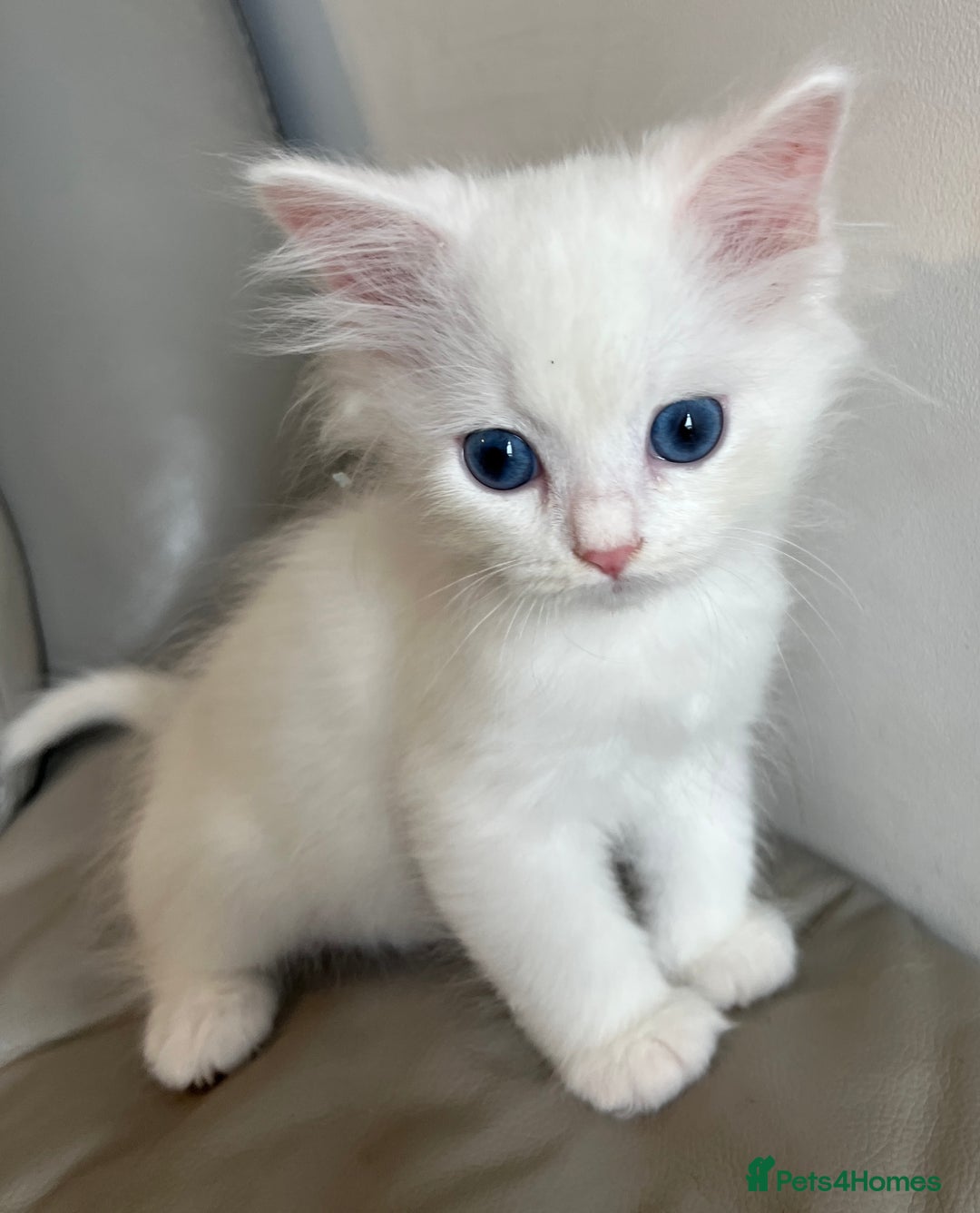 Siberian cats for sale: Pure White Siberian kittens. Ready Now.  - Image 9