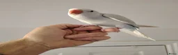 Ringnecks birds for sale: Hand reared Ringneck - Advert 4