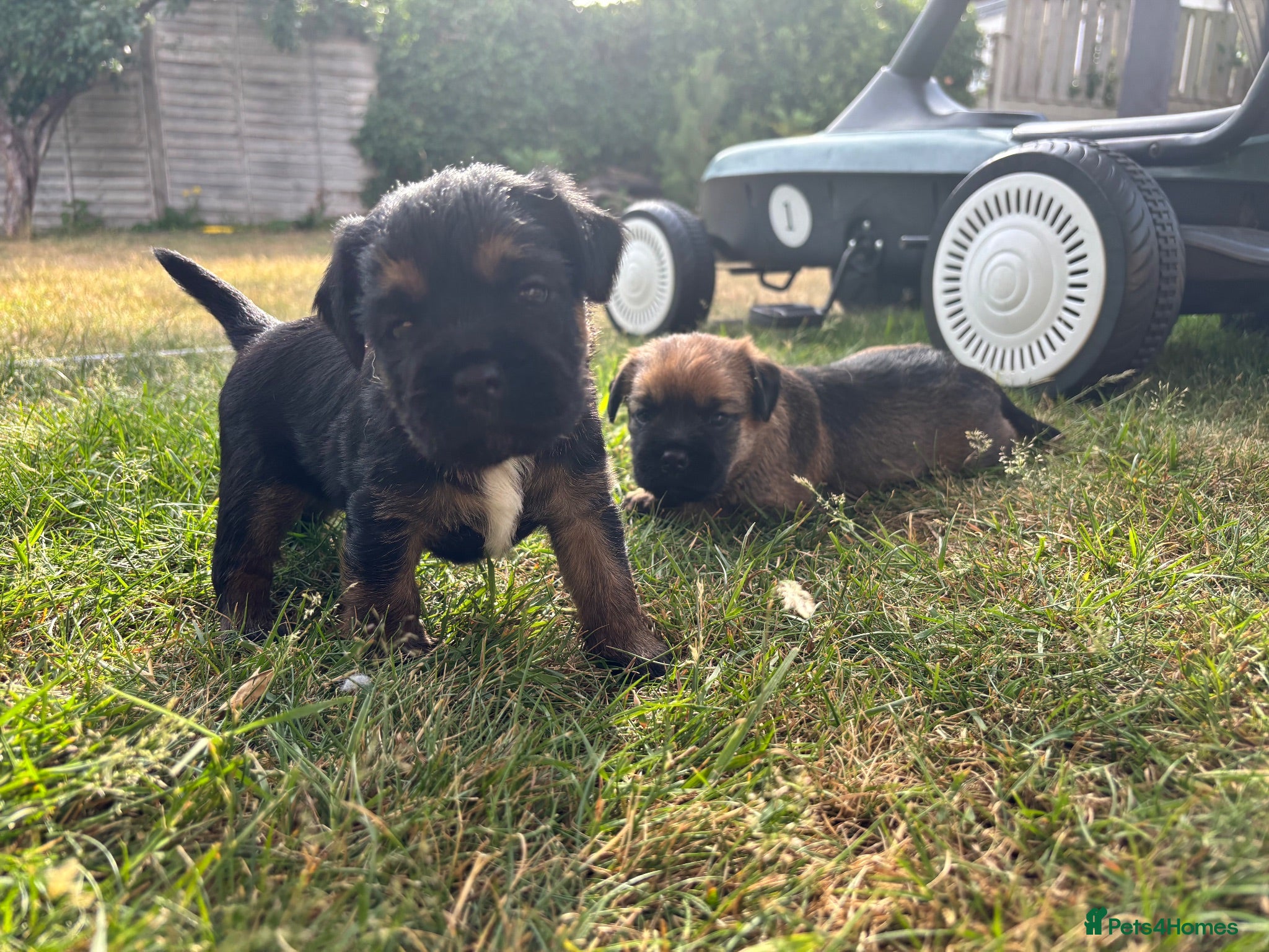 Border Terrier dogs KC Border Terrier Puppies – Newbury - Advert 2