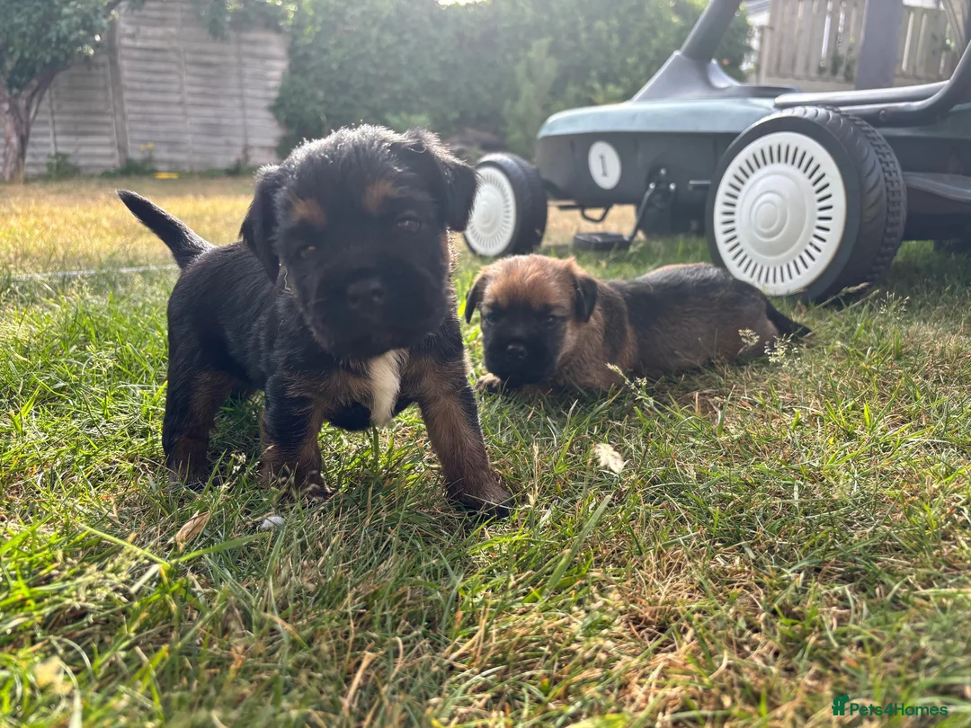 Border Terrier dogs for sale: KC Border Terrier Puppies – Newbury in Newbury - Advert 1