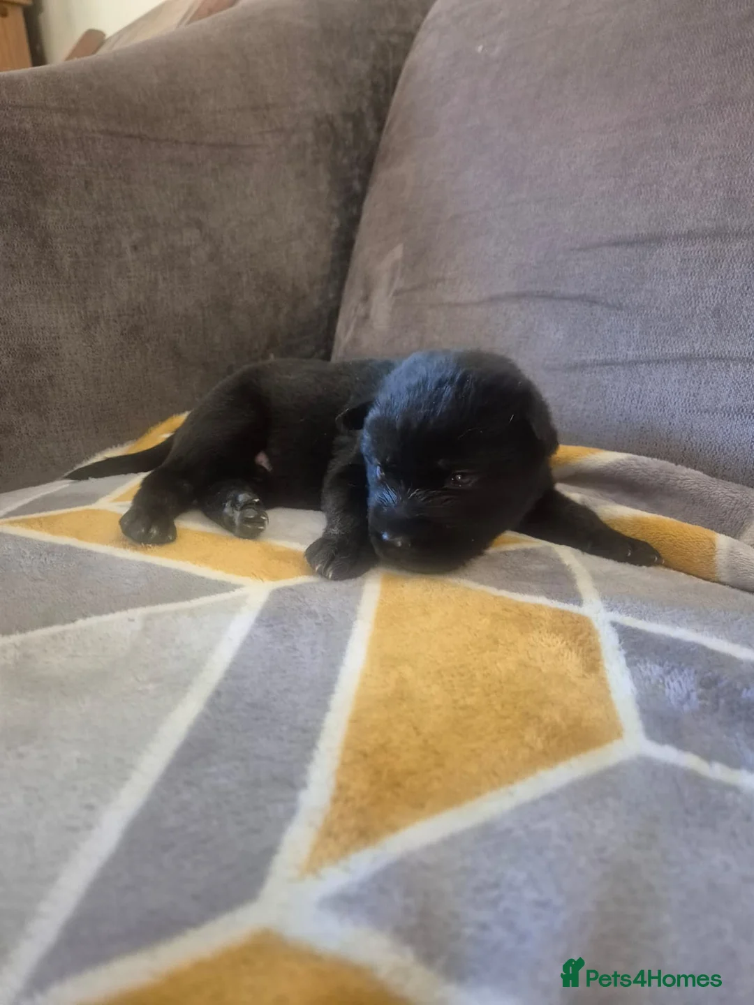 Mixed Breed dogs for sale: READY NOW! Stunning litter of puppies!! - Advert 13