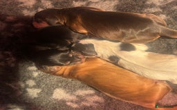 Cocker Spaniel dogs for sale: KC Reg Show Type Cocker Spaniel Puppies  - Image 3