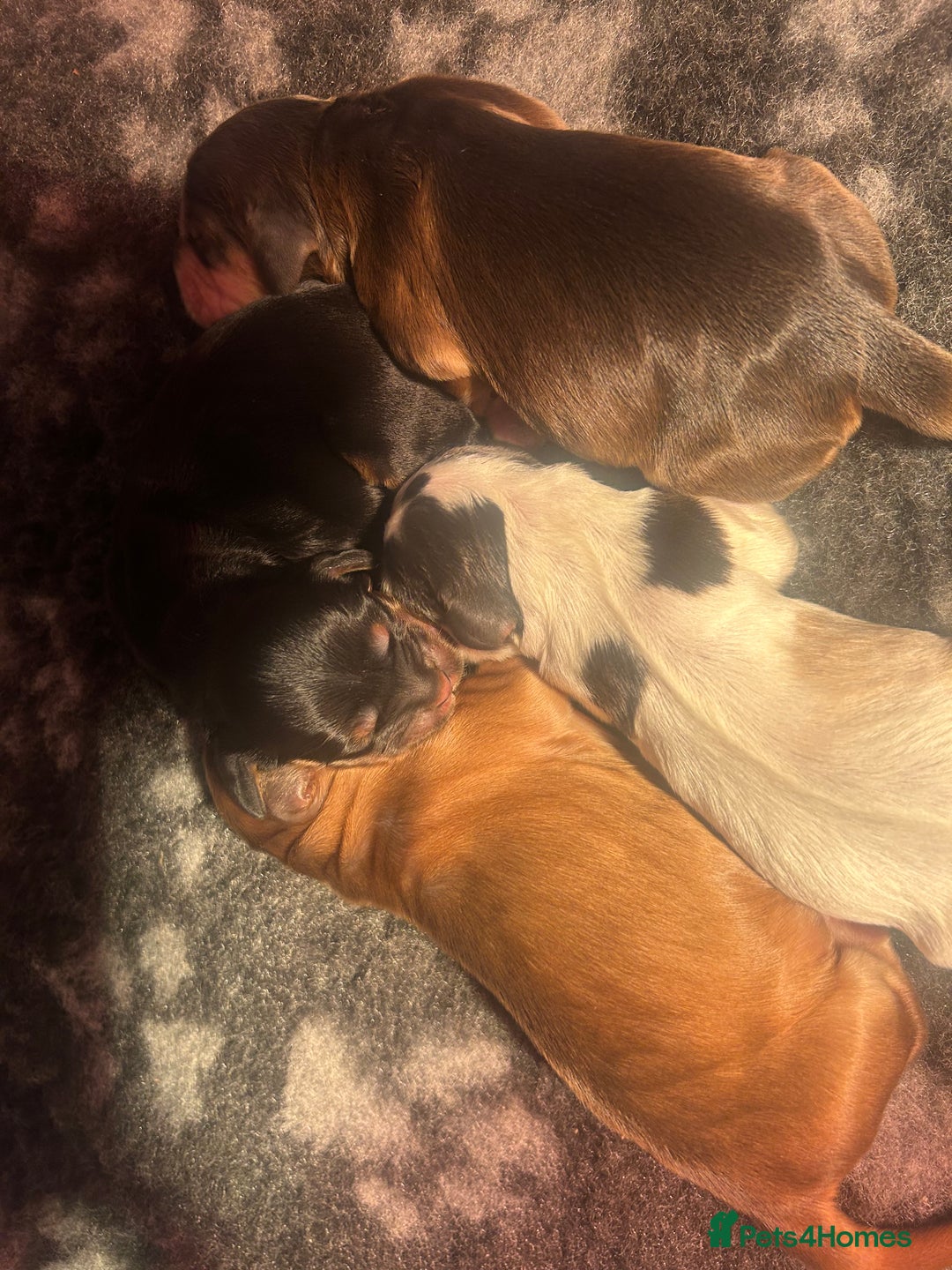 Cocker Spaniel dogs for sale: KC Reg Show Type Cocker Spaniel Puppies  - Image 3