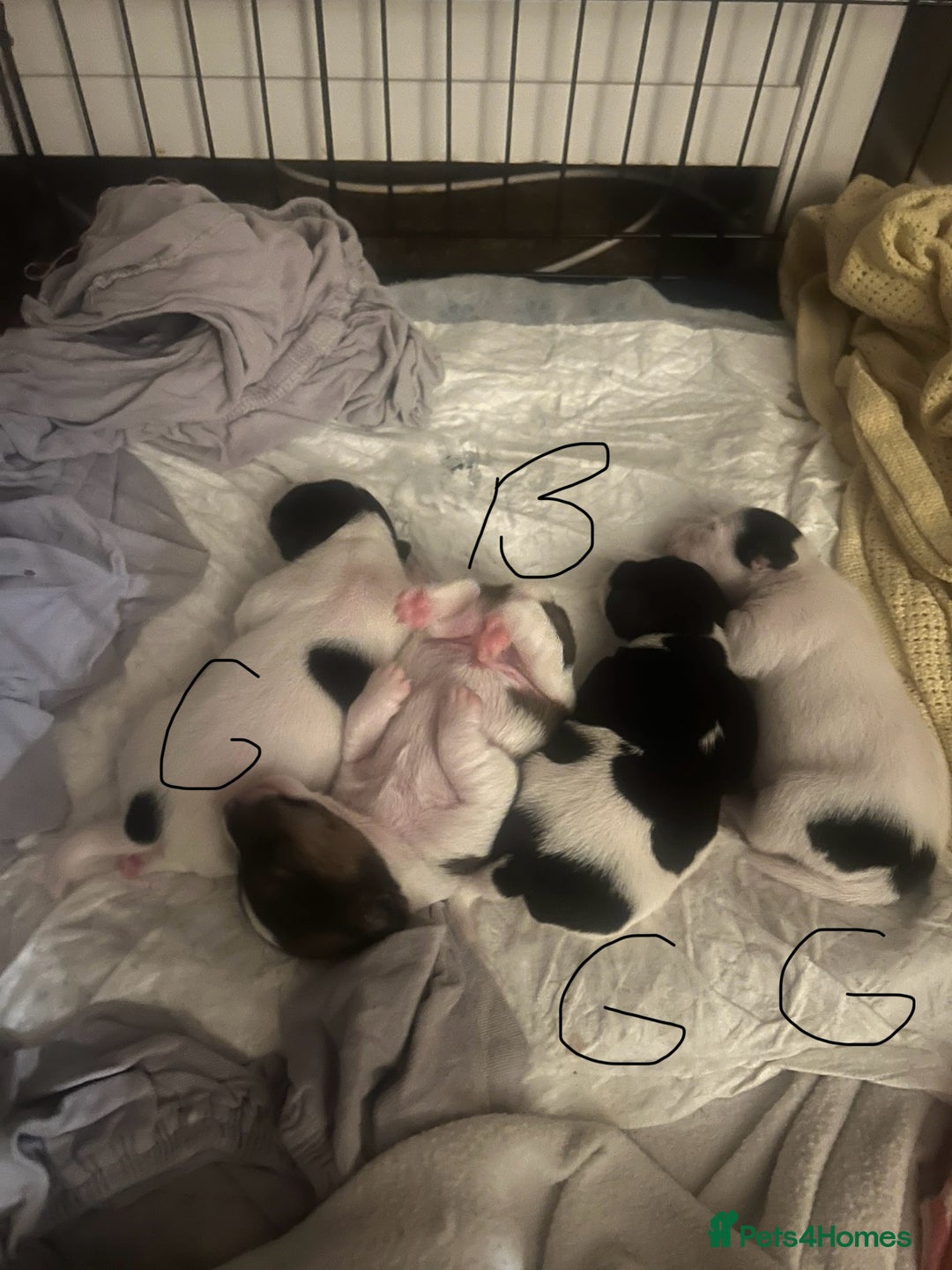 Jack Russell dogs for sale: Jack Russel puppies  - Image 8