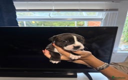 Staffordshire Bull Terrier dogs for sale: Staffordshire bull terrier puppy’s  - Image 12