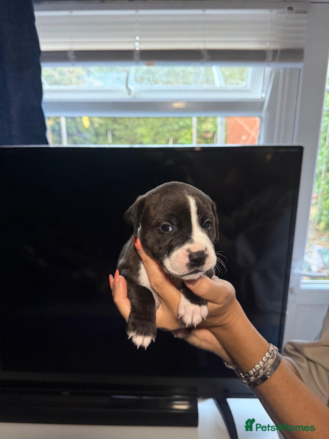 Staffordshire Bull Terrier dogs for sale: Staffordshire bull terrier puppy’s  - Image 12
