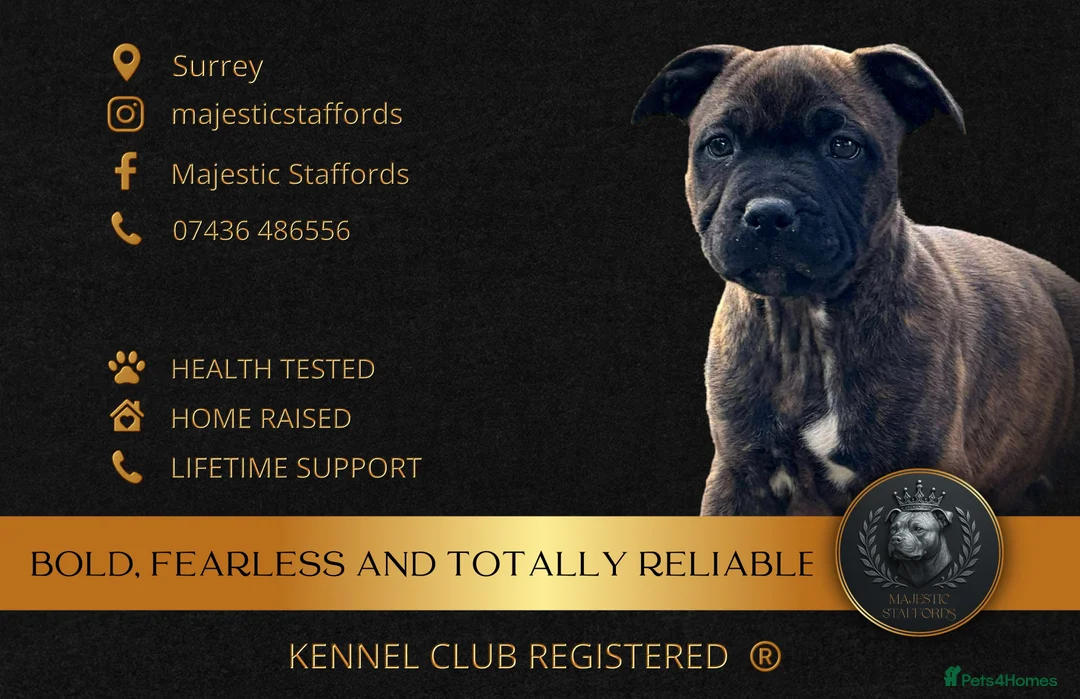 Staffordshire Bull Terrier dogs for sale: 🏅🏆 GRAND CHAMPION YOSHI X DARLING DUTCHESS STAFF - Advert 16