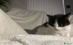Mixed Breed cats for sale: Kittens  - Image 2