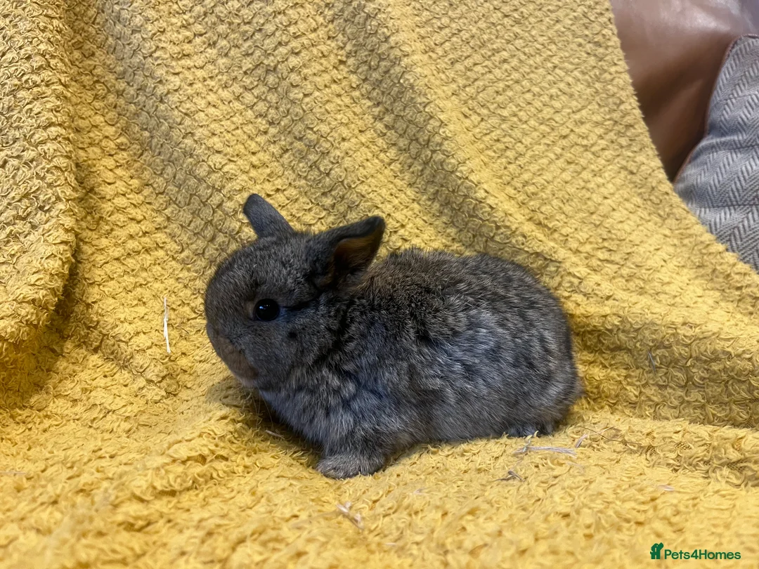 Mini Lop rabbits for sale: Mini lops  and mini double maned lionheads  - Advert 13