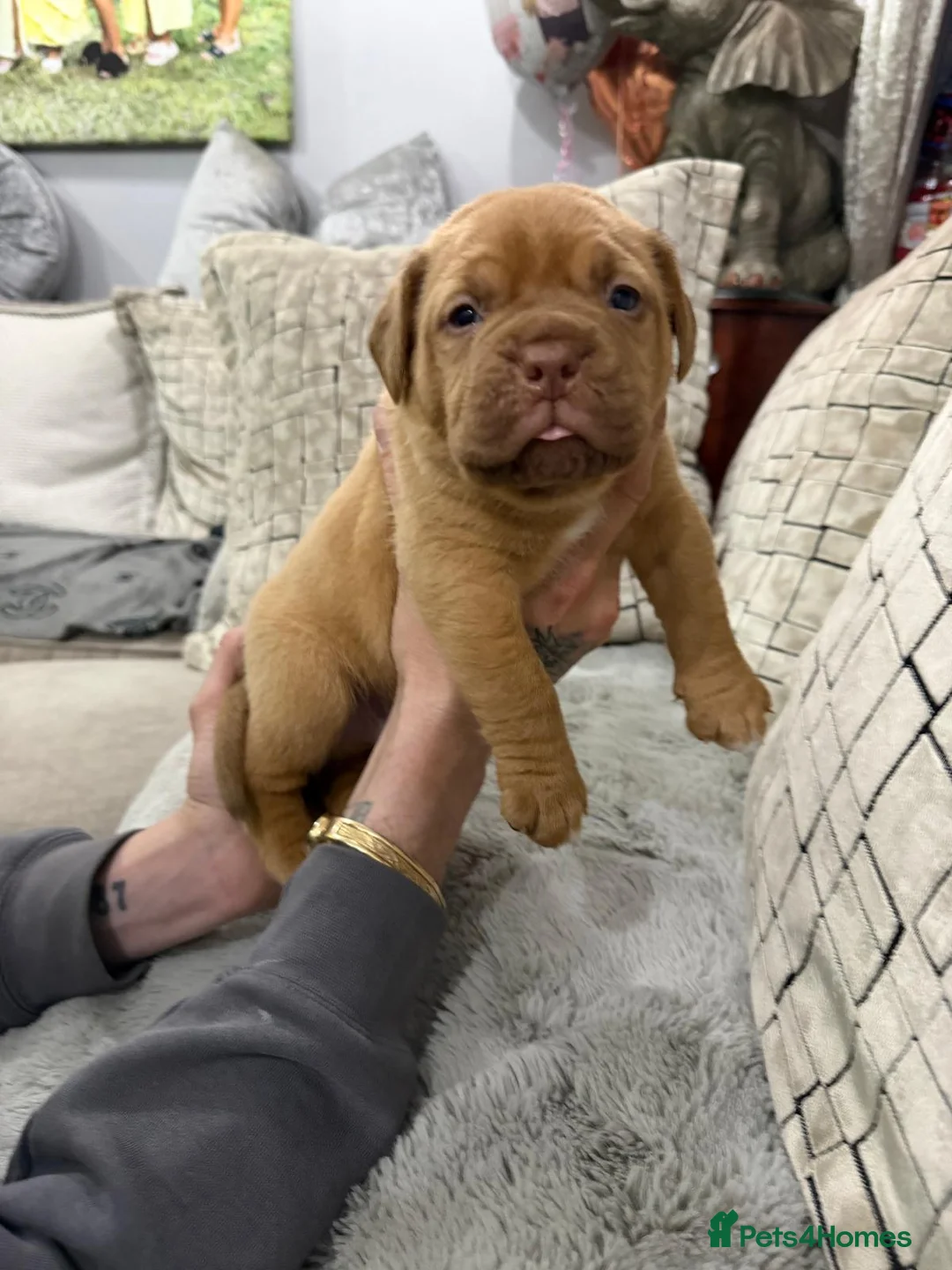 Dogue De Bordeaux dogs for sale: Dogue de Bordeaux in Gillingham - Advert 2