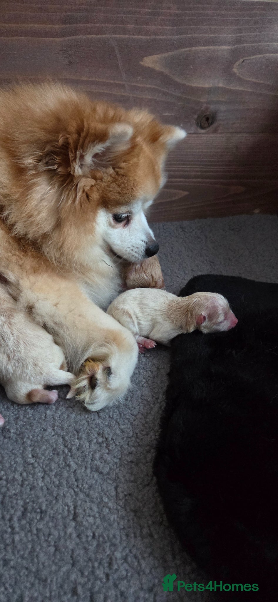 Pomeranian dogs Little pom babies  - Advert 2