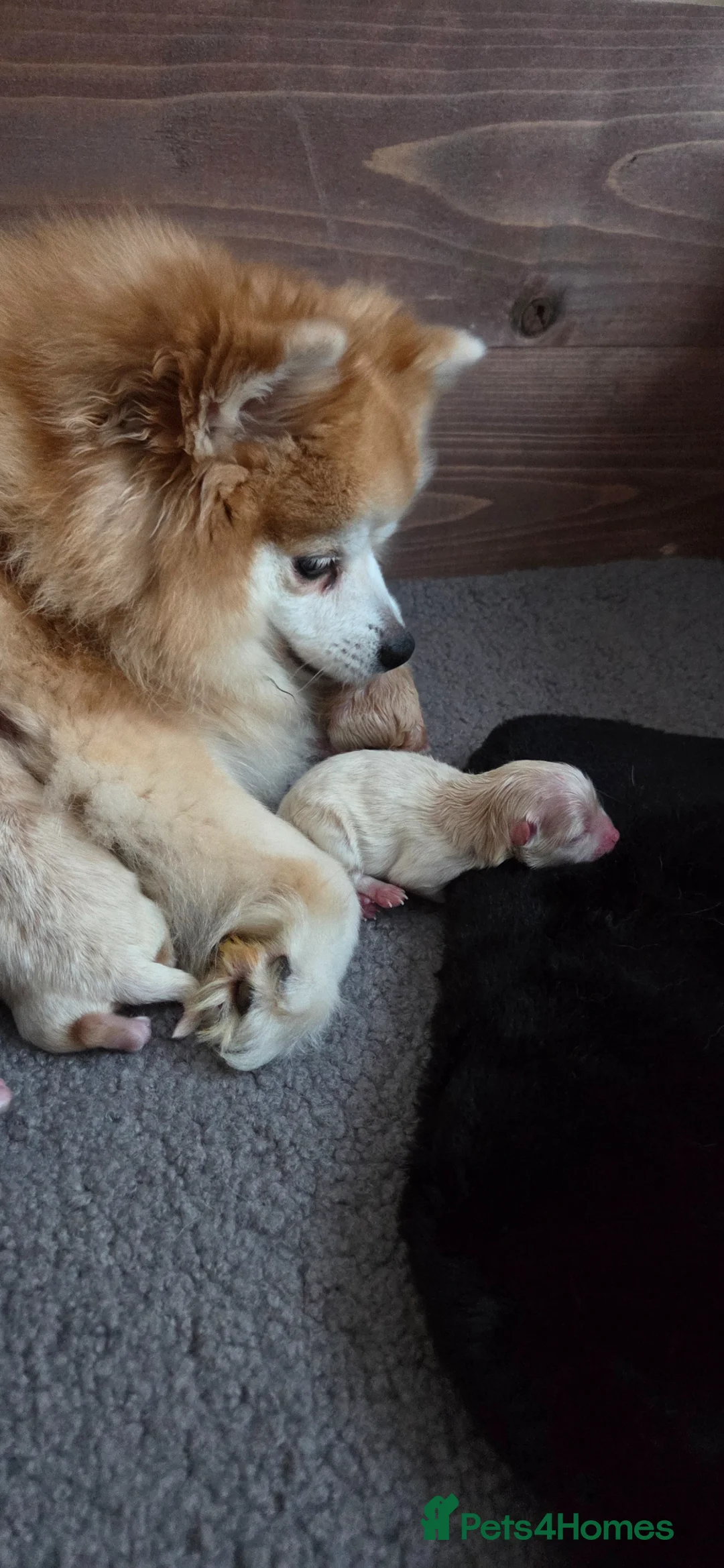 Pomeranian dogs for sale: Little pom babies  - Advert 1