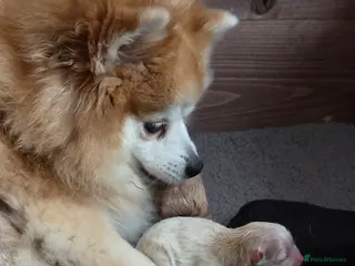 Pomeranian dogs Little pom babies - Advert 2