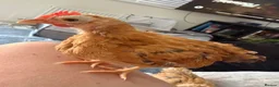 Chickens poultry for sale:     Hand-Reared Serama Pair for Loving Home in Pershore - Advert 4