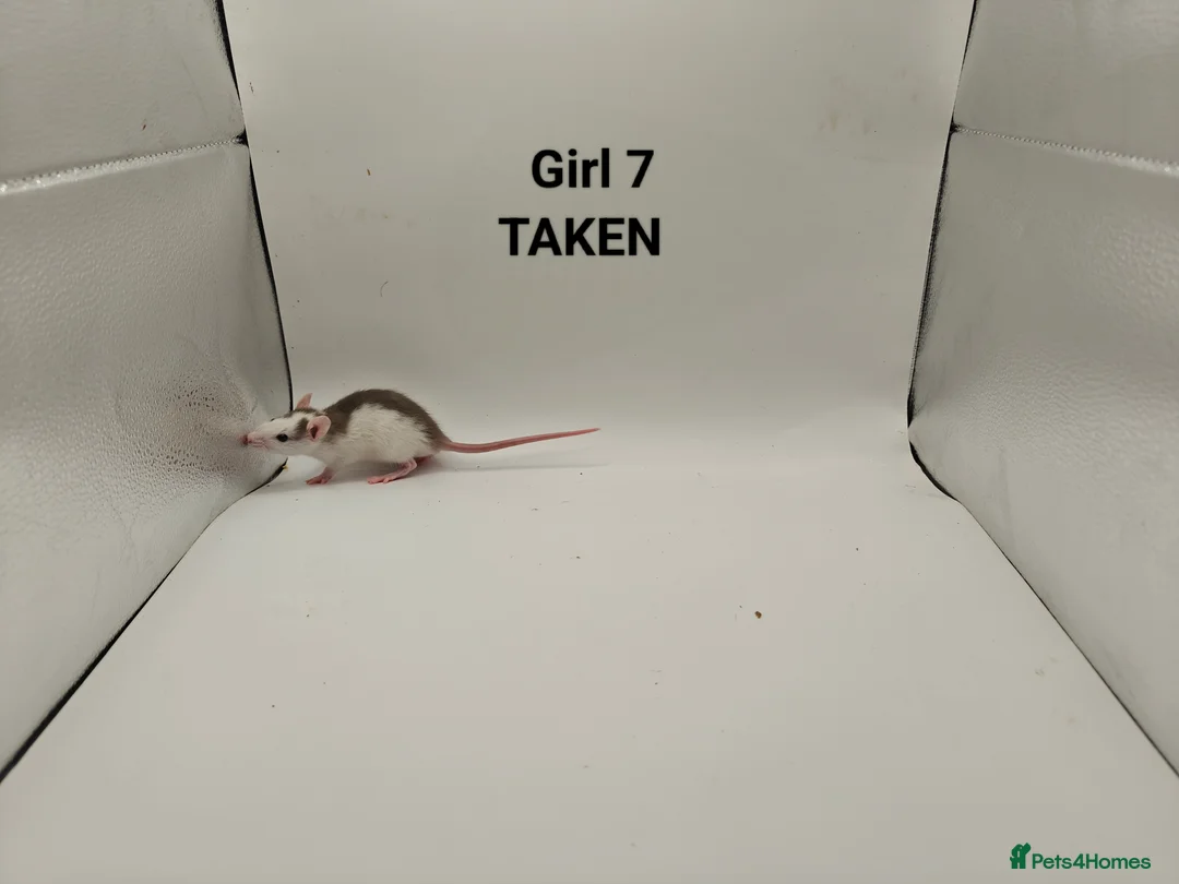 Rat rodents for sale: DEC: 24 Rats (3 Rats: 3 Boys Left) - Advert 22