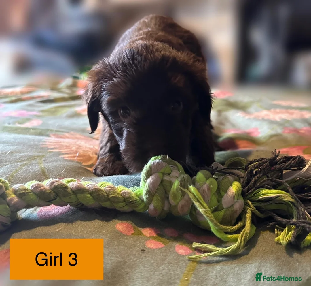 Mixed Breed dogs for sale: Airedale X Cockapoo  - Advert 8