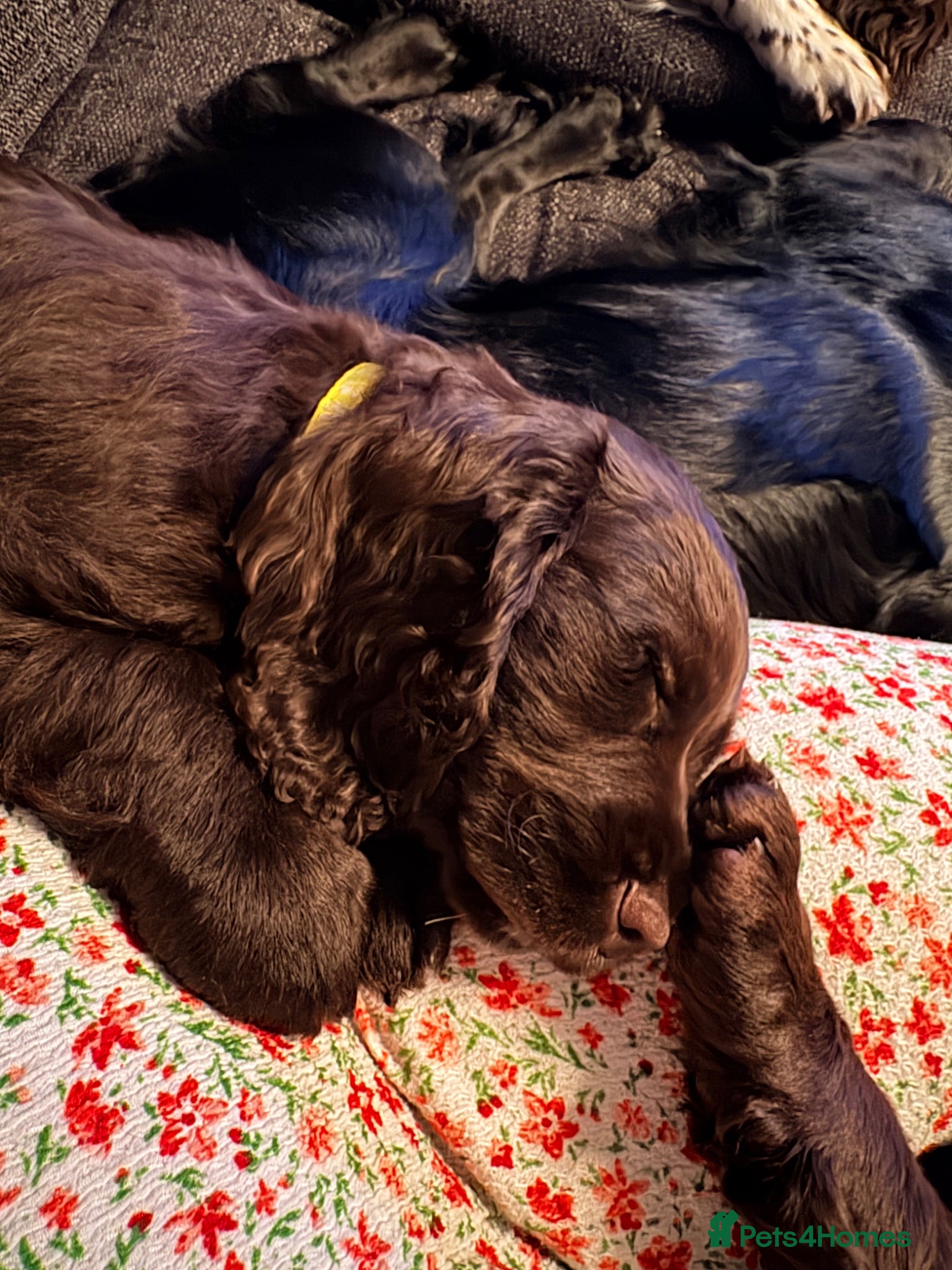 Cocker Spaniel dogs Last Working cocker Available RKC - Ready Now  - Advert 7
