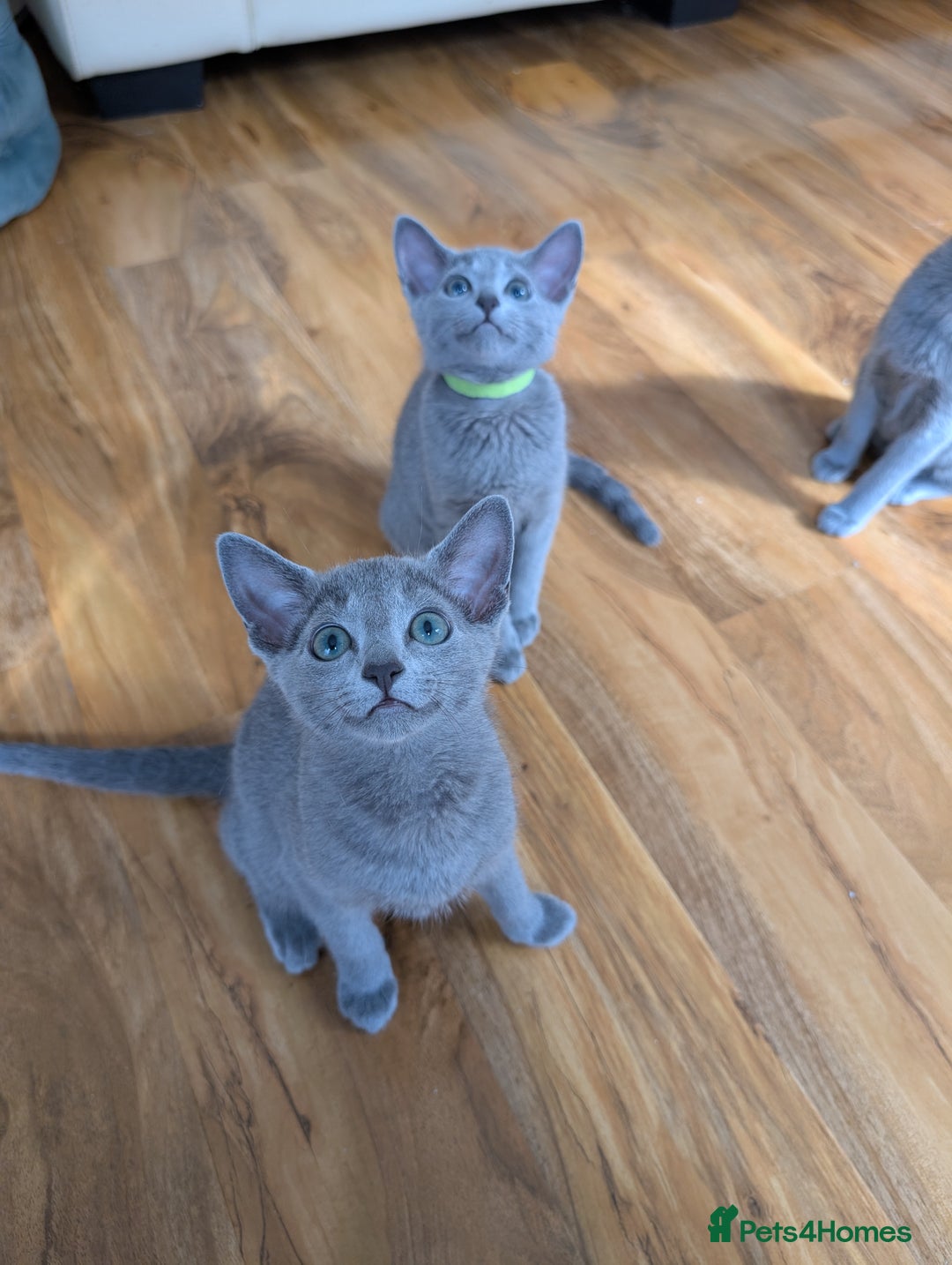 Russian Blue cats for sale: Stunning Russian Blue babies  in Huddersfield - Image 7