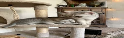 British Shorthair cats for sale: British short hair kittens  - Advert 12