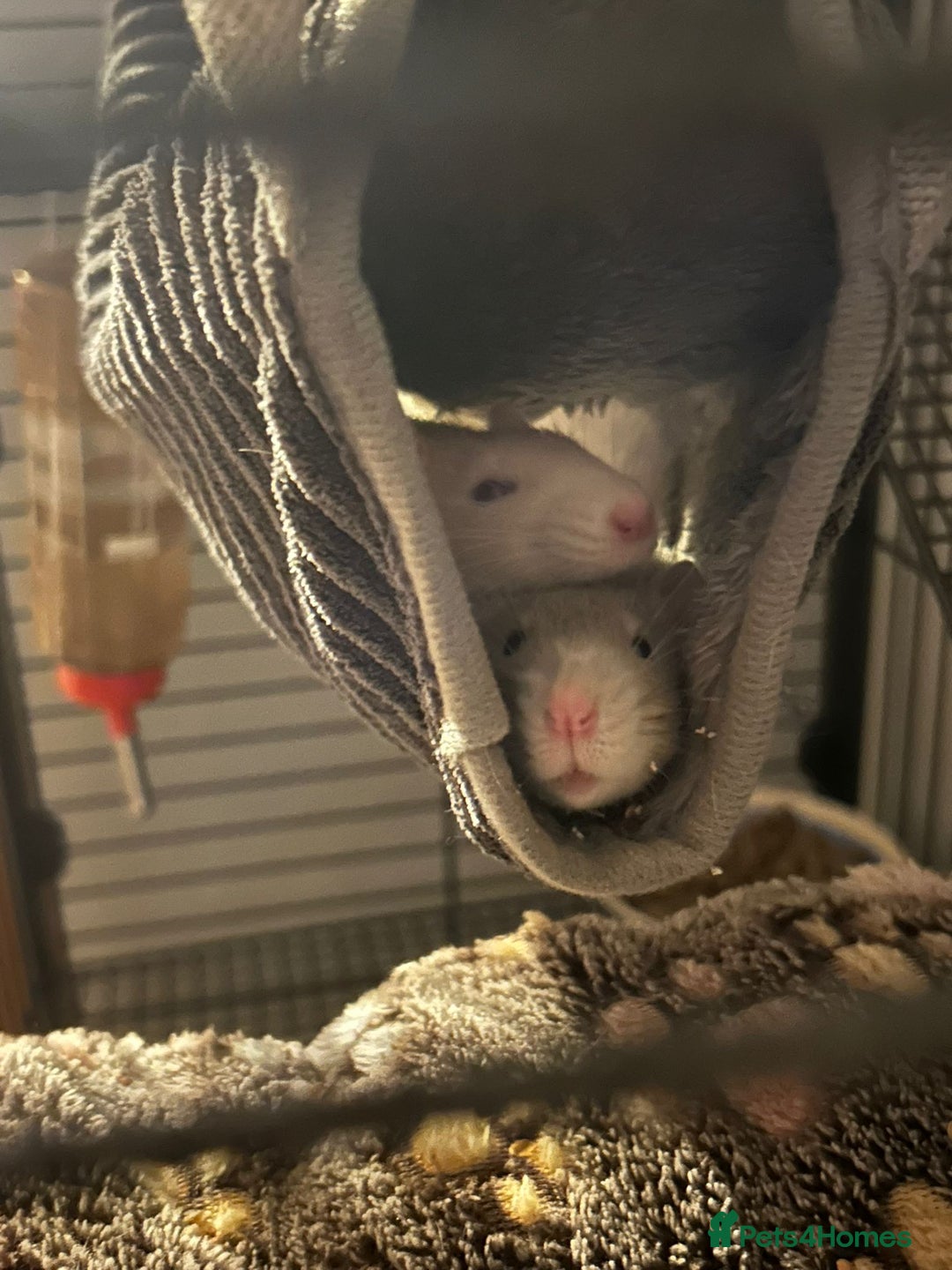 Rat rodents for sale: 2 male rats for sale - Advert 8