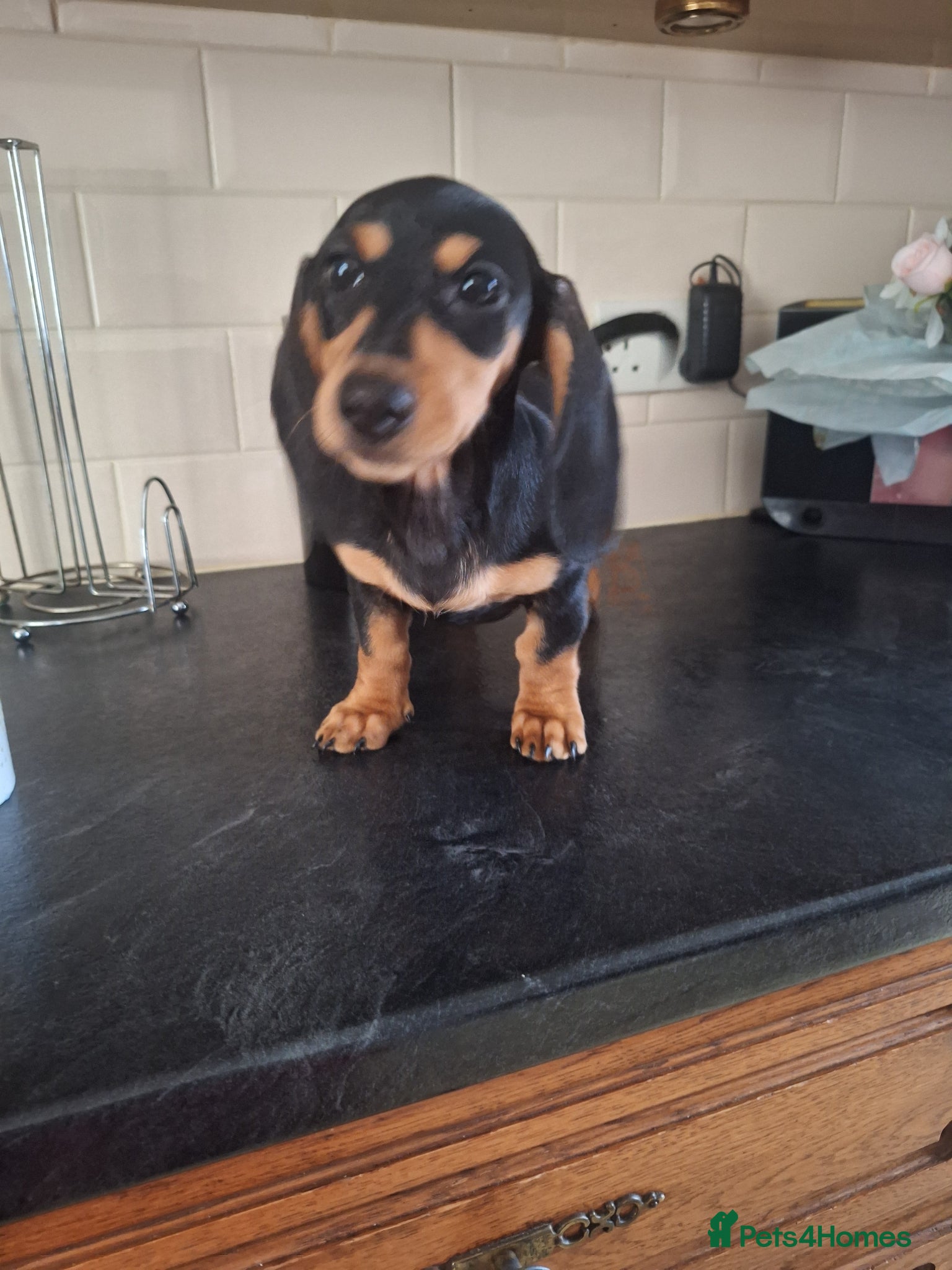 Dachshund dogs Black and tan female available  - Advert 5