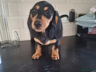 Dachshund dogs Black and tan female available - Advert 5