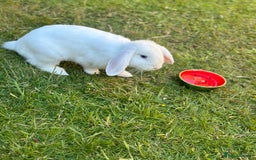Mini Lop rabbits for sale: Adorable Baby Bunnies🥰- Mini Lops Mixed  - Image 9