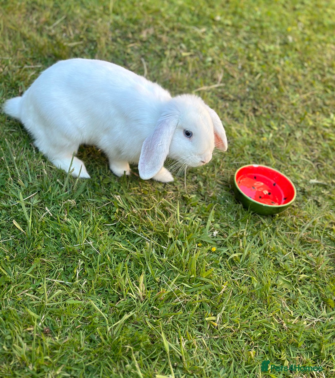 Mini Lop rabbits for sale: Adorable Baby Bunnies🥰- Mini Lops Mixed  - Image 9