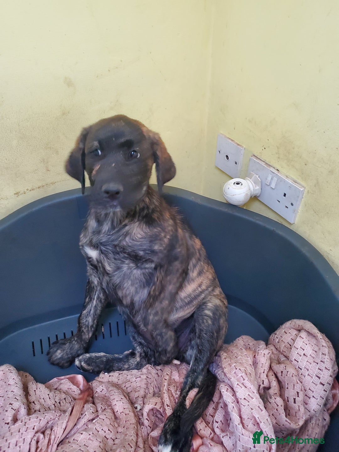 Mixed Breed dogs for sale: Golden retriever x German Shepherd  x Rottweiler  - Image 2