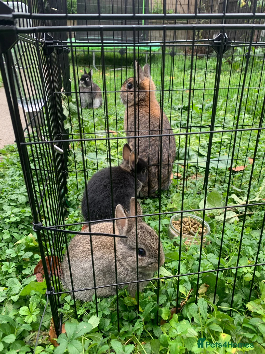 Netherland Dwarf rabbits for sale: Gorgeous Netherland Dwarf Rabbit x4 - Advert 5