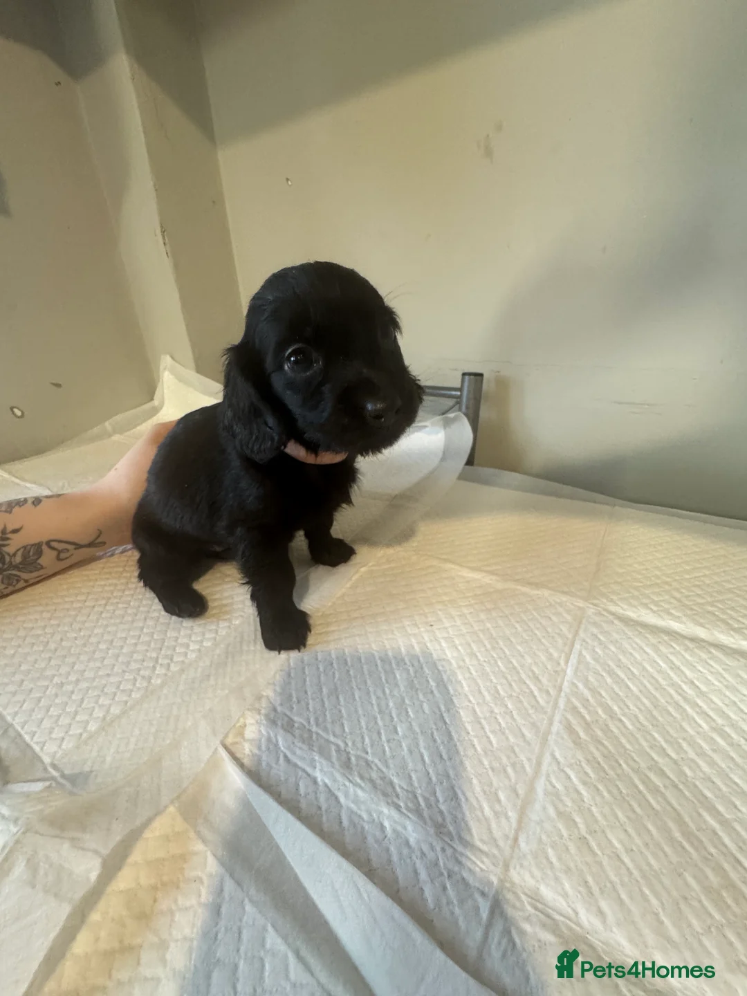 Doxiepoo dogs for sale: Doxiepoo pups  - Advert 15
