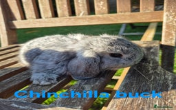 Mini Lop rabbits for sale: Mini lop babies  - Image 7
